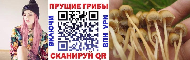 сколько стоит  Дыгулыбгей  Галлюциногенные грибы Psilocybe 